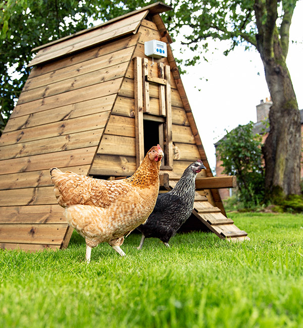 ChickenGuard Extreme Light Sensor, Strong 4kg Motor ChickenGuard