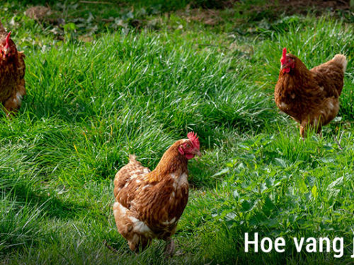 Trekken kippen ratten - ChickenGuard