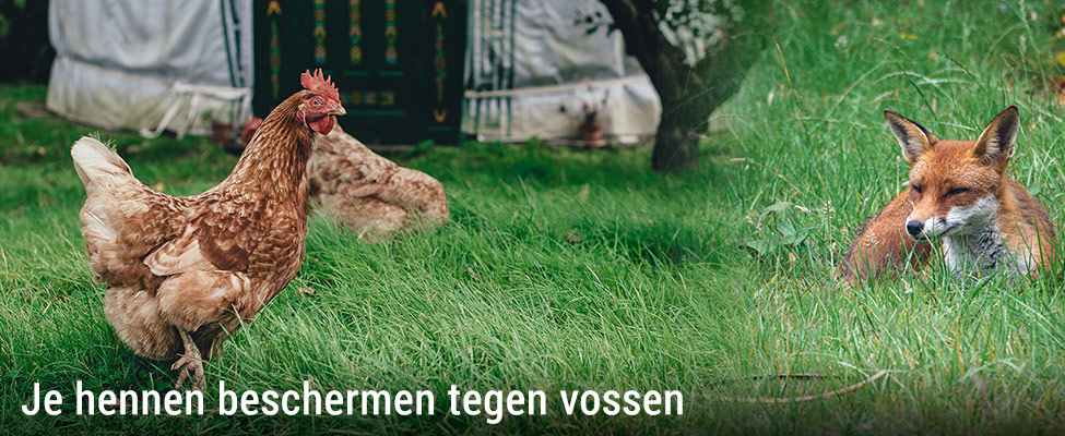 Je beschermen tegen vossen - ChickenGuard