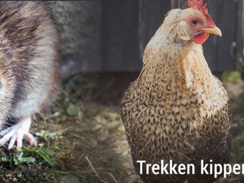 Trekken kippen ratten aan?