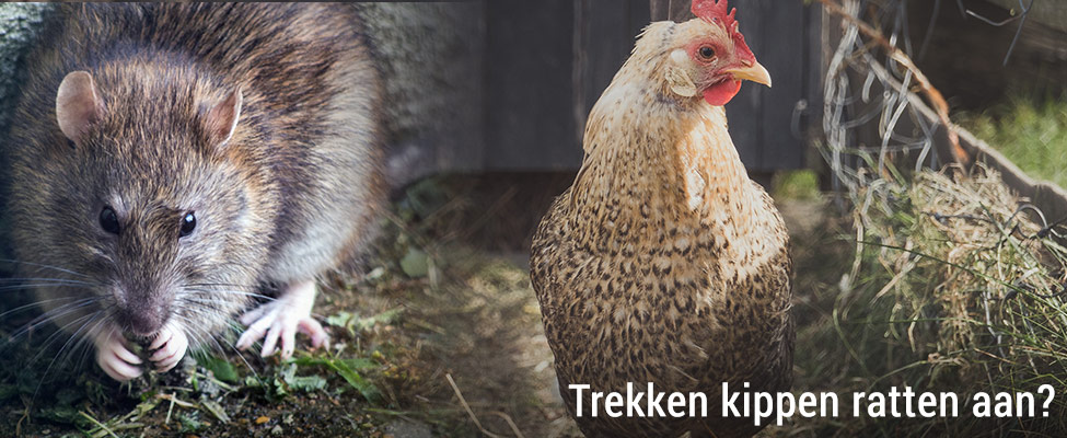 Trekken kippen ratten - ChickenGuard