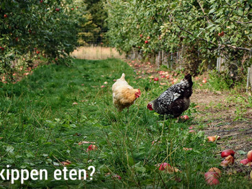 Wat mogen kippen eten?